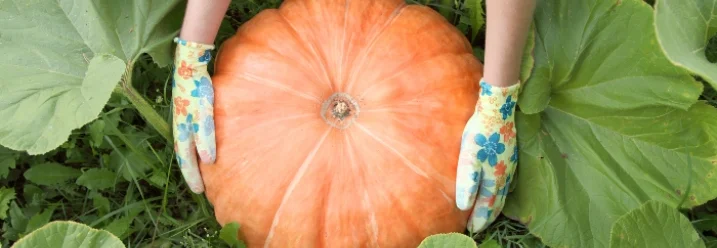 Person hält großen Kürbis im Garten